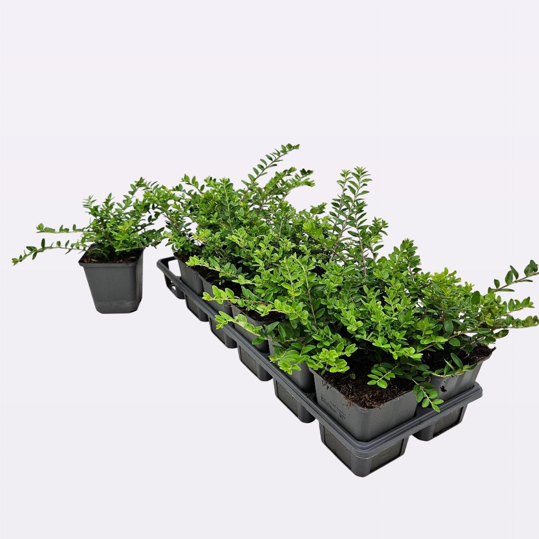 Lonicera nitida 'Maigrun' - Haagkamperfoelie