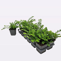 Lonicera nitida 'Maigrun' - Haagkamperfoelie