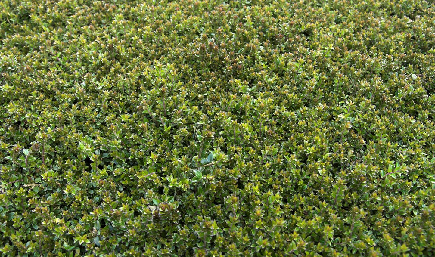 Lonicera nitida 'Hohenheimer Findling' - Struikkamperfoelie