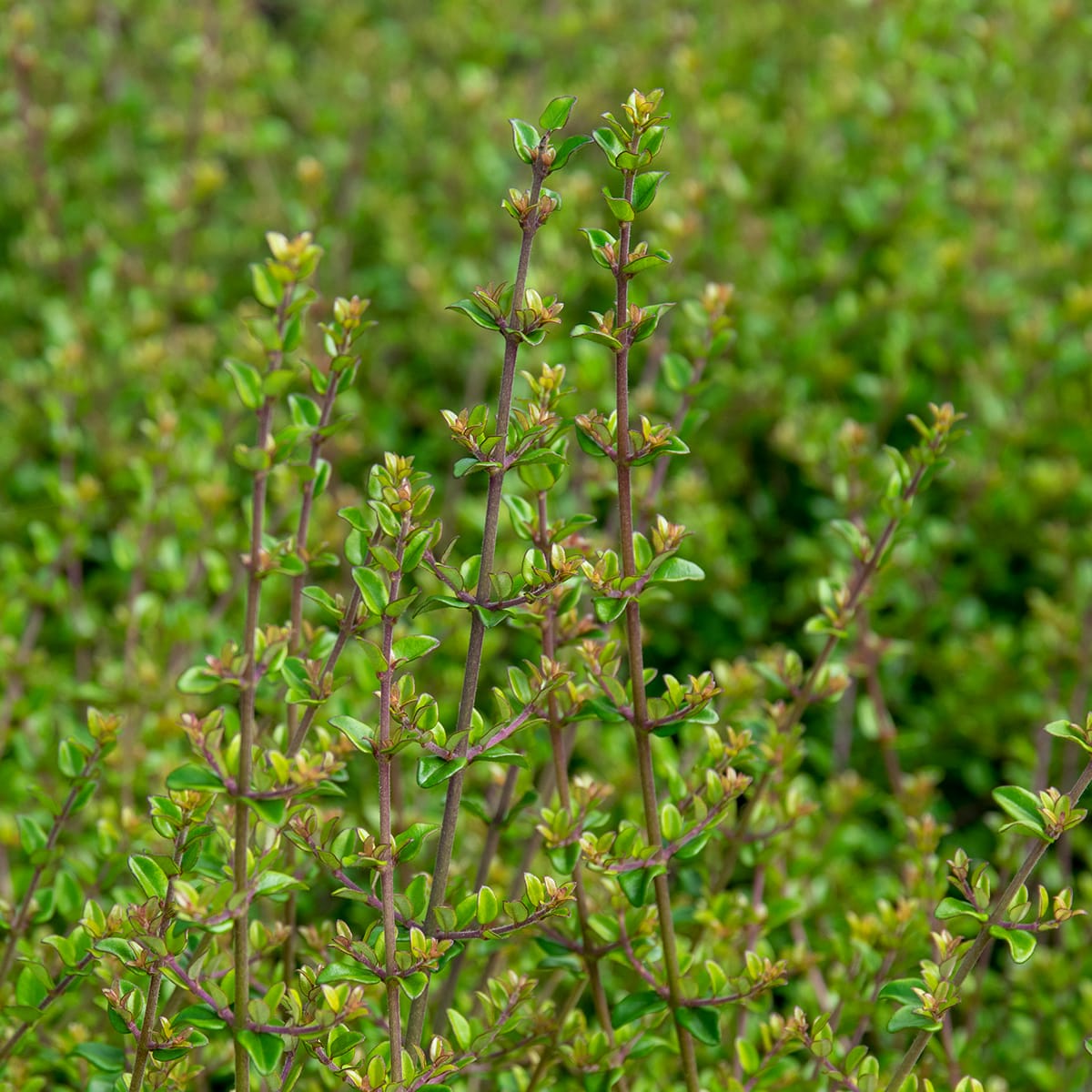 Lonicera nitida 'Maigrun' - Haagkamperfoelie