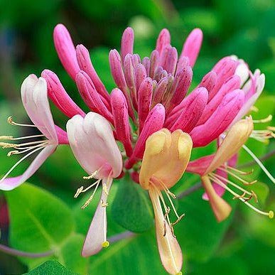 Lonicera Periclymenum 'Serotina' - Wilde Kamperfoelie