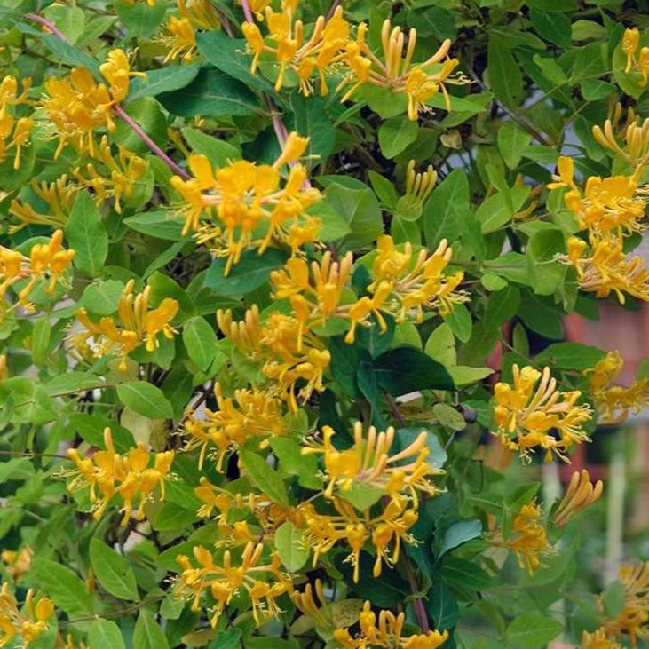 Lonicera tellmanniana - Kamperfoelie