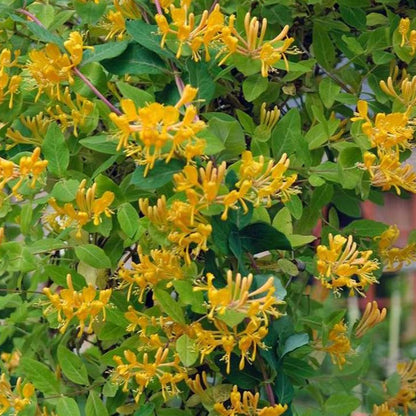 Lonicera tellmanniana - Kamperfoelie