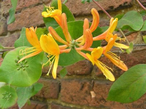 Lonicera tellmanniana - Kamperfoelie