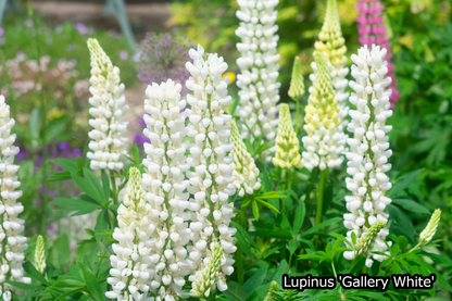 Borderpakket 'Pastel & Wit' - 5m² - 50 planten