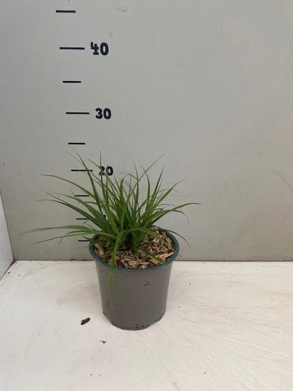 Luzula nivea - Sneeuwwitte veldbies