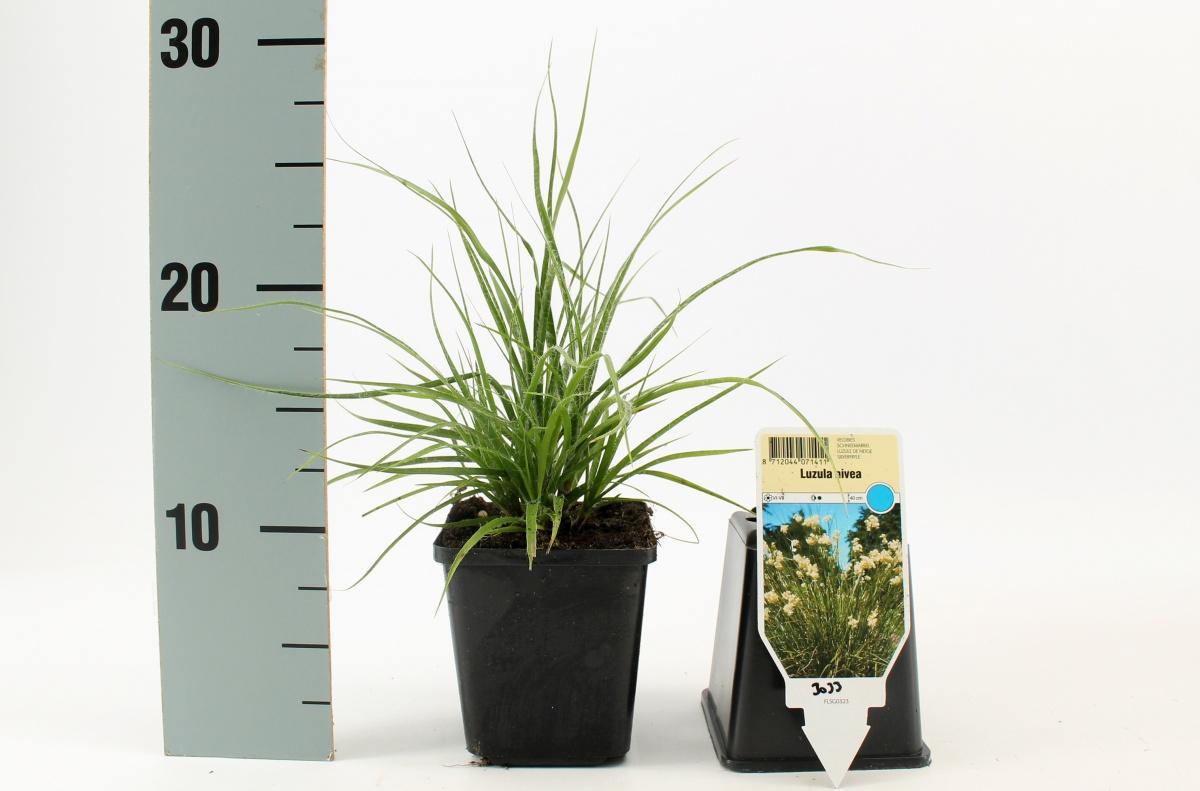 Luzula nivea - Sneeuwwitte veldbies