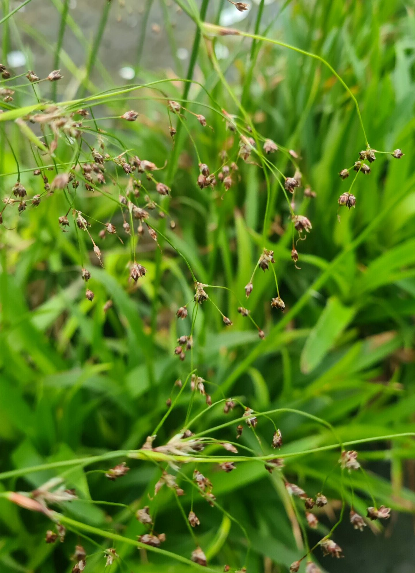 Luzula sylvatica - Grote veldbies