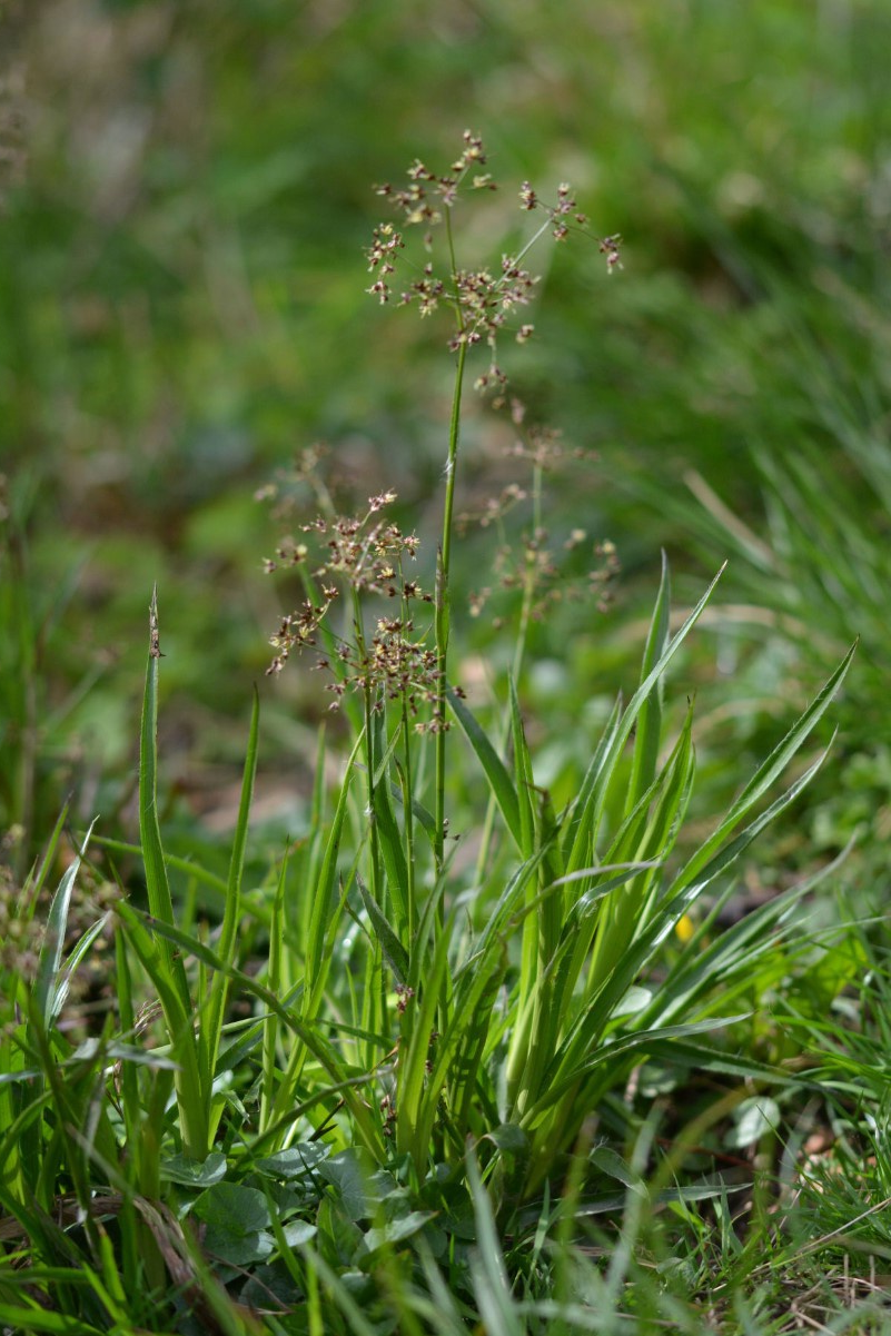 Luzula sylvatica - Grote veldbies