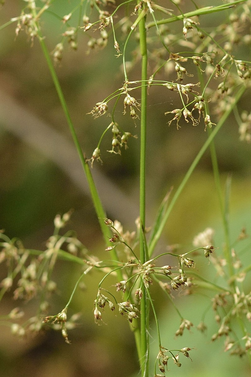 Luzula sylvatica - Grote veldbies