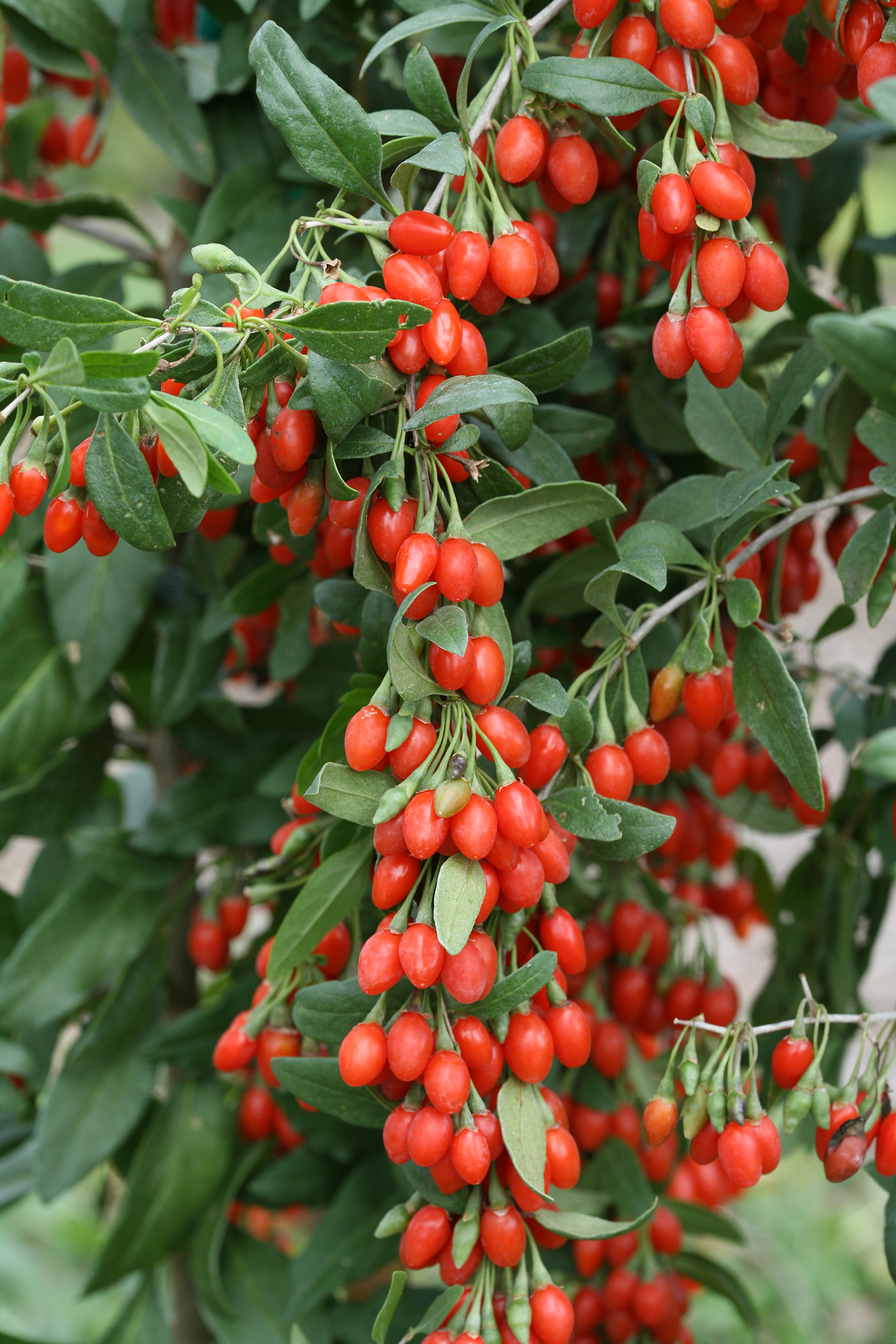 Klimfruit mix - Bessen, Bramen, Kiwi & Meer - Pakket van 10