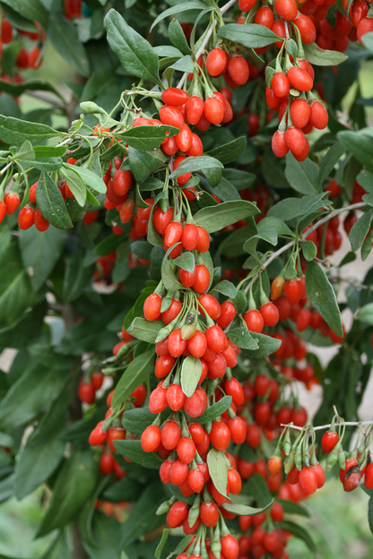 Klimfruit mix - Bessen, Bramen, Kiwi & Meer - Pakket van 10