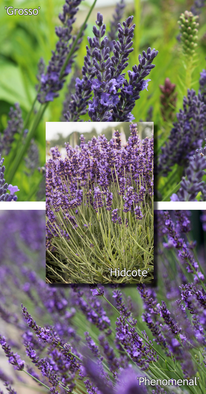 Lavendelmix - Mediterrane - Pakket voor 1 vierkante meter