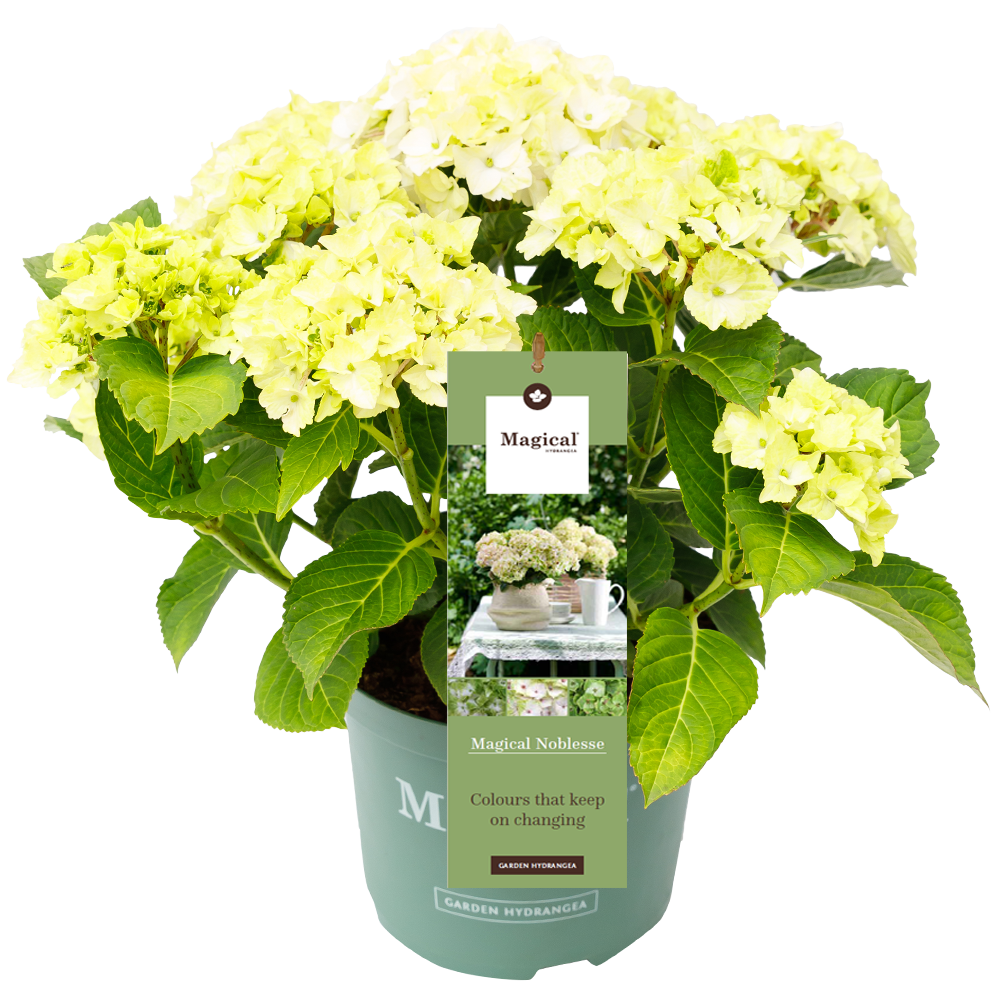 Hydrangea 'Magical Noblesse' - Magical Hydrangea®