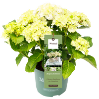 Hydrangea 'Magical Noblesse' - Magical Hydrangea®