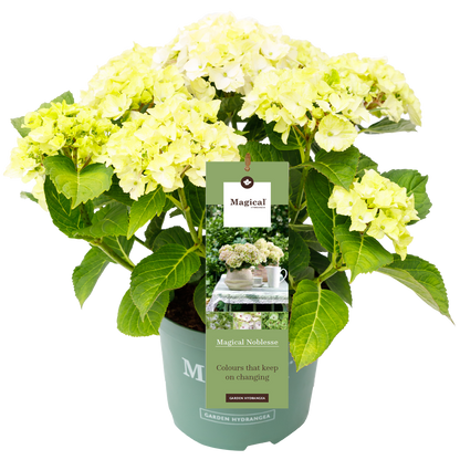 Hydrangea 'Magical Noblesse' - Magical Hydrangea®