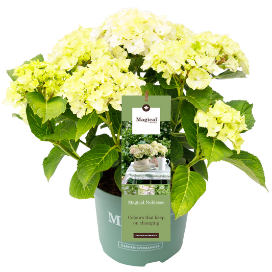 Hydrangea 'Magical Noblesse' - Magical Hydrangea®