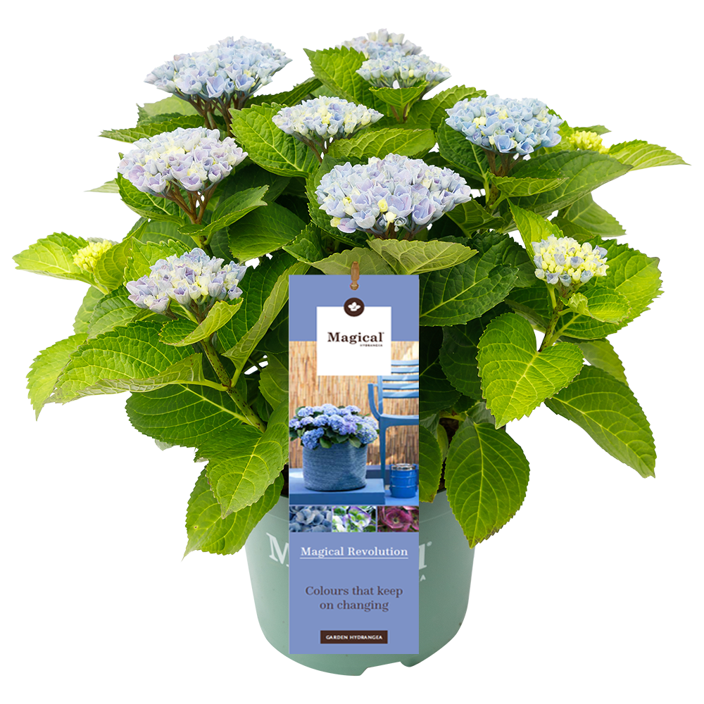 Hydrangea 'Magical Revolution Blue' - Magical Hydrangea®