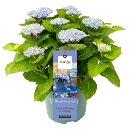 Hydrangea 'Magical Revolution Blue' - Magical Hydrangea®