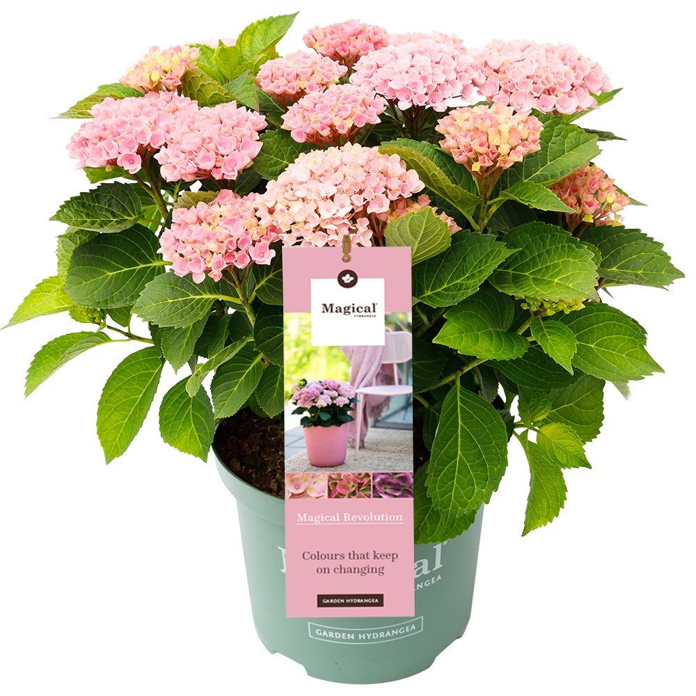 Hydrangea 'Magical Revolution Pink' - Magical Hydrangea®