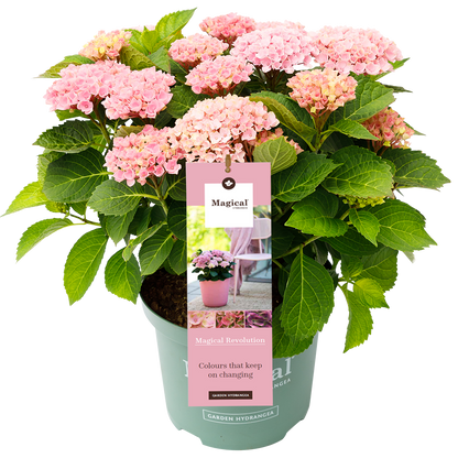 Hydrangea 'Magical Revolution Pink' - Magical Hydrangea®