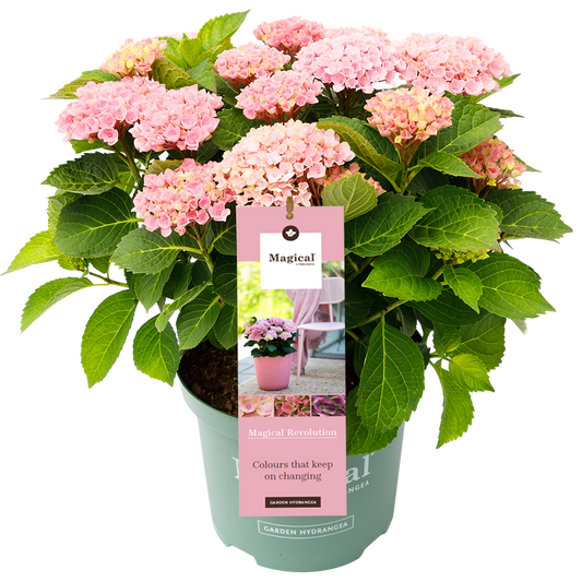 Hydrangea 'Magical Revolution Pink' - Magical Hydrangea®