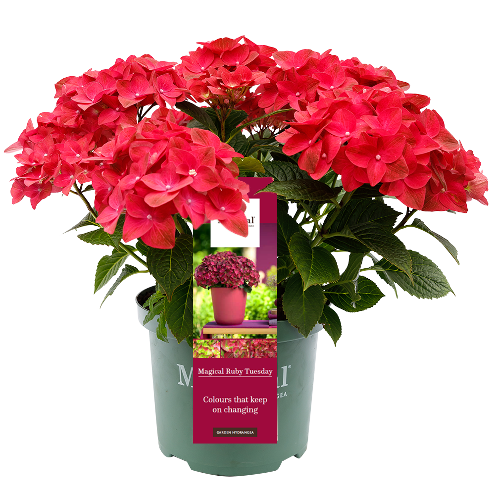 Hydrangea 'Magical Ruby Tuesday' - Magical Hydrangea®