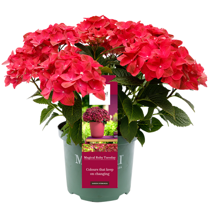 Hydrangea 'Magical Ruby Tuesday' - Magical Hydrangea®