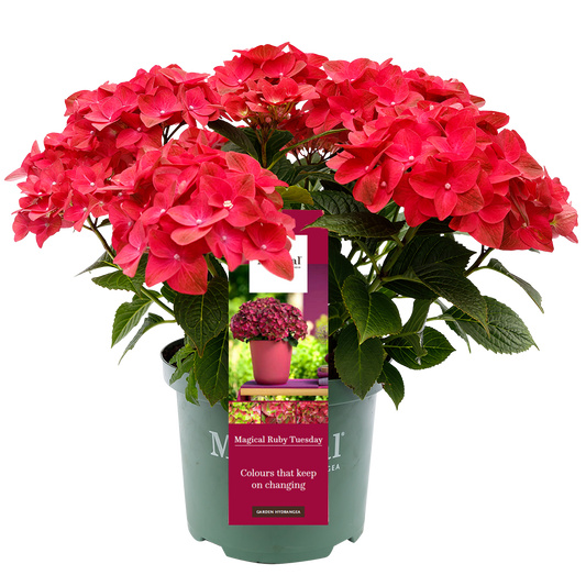 Hydrangea 'Magical Ruby Tuesday' - Magical Hydrangea®