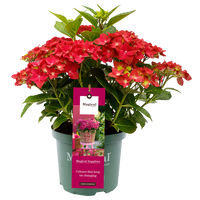 Hydrangea 'Magical Sapphire' - Magical Hydrangea®