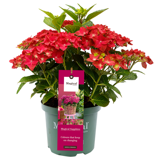 Hydrangea 'Magical Sapphire' - Magical Hydrangea®