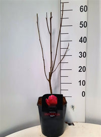 Magnolia 'Genie' - Valse Tulpenboom