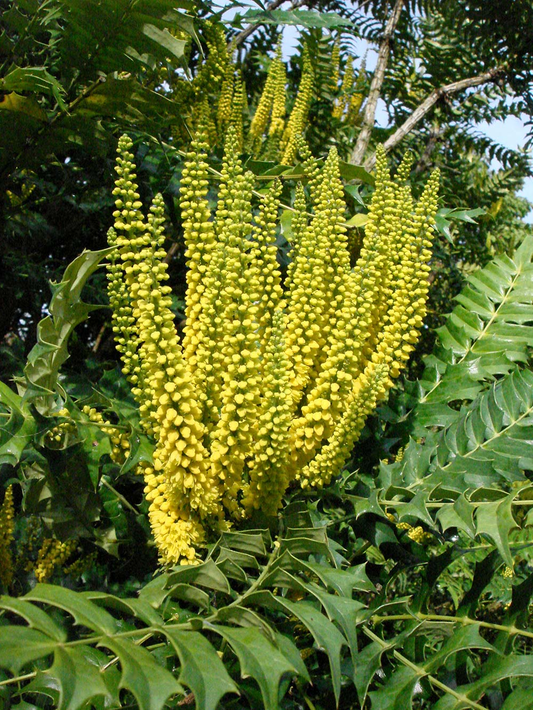 Mahonia media 'Charity' - Mahoniestruik