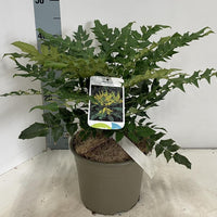 Mahonia media 'Charity' - Mahoniestruik