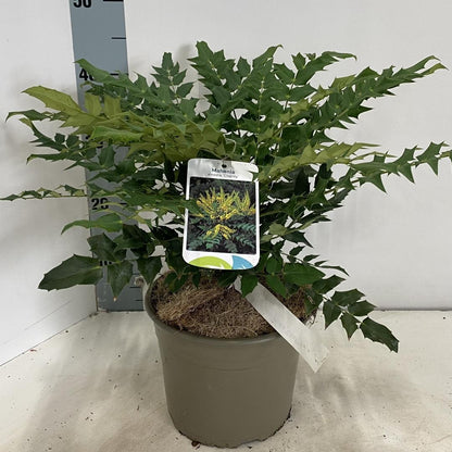 Mahonia media 'Charity' - Mahoniestruik