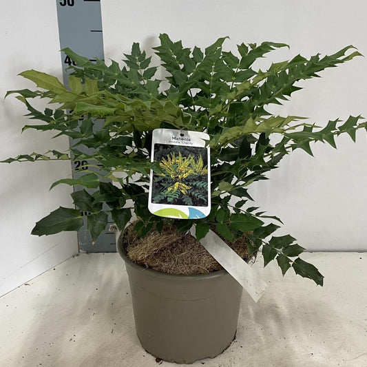 Mahonia media 'Charity' - Mahoniestruik