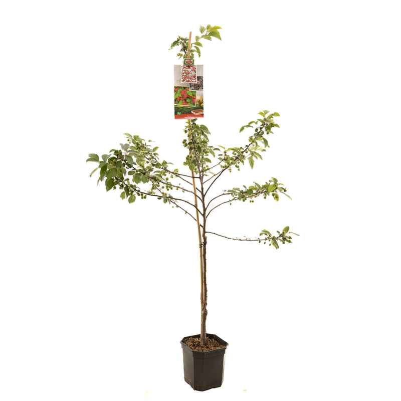 Malus Red Sentinel - Rode sierappel laagstam