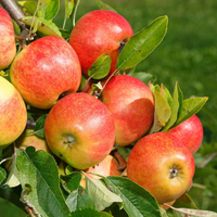 Malus domestica 'Elstar' - Appel - Haagelement