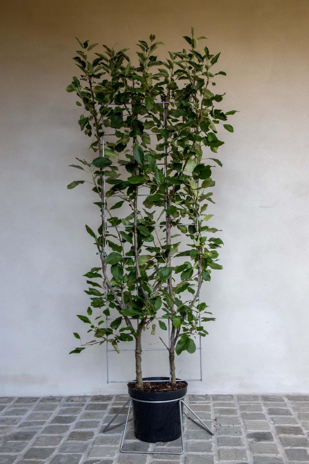 Malus domestica 'Elstar' - Appel - Haagelement