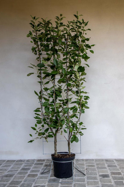 Malus domestica 'Elstar' - Appel - Haagelement