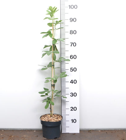 Argyrocytisus battandieri - Marokkaanse Bezem