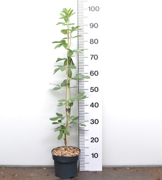 Argyrocytisus battandieri - Marokkaanse Bezem