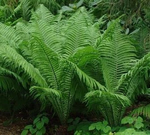 Matteuccia struthiopteris - Struisvaren