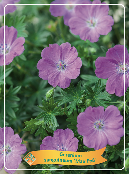 Geranium sang. 'Max Frei' - Ooievaarsbek