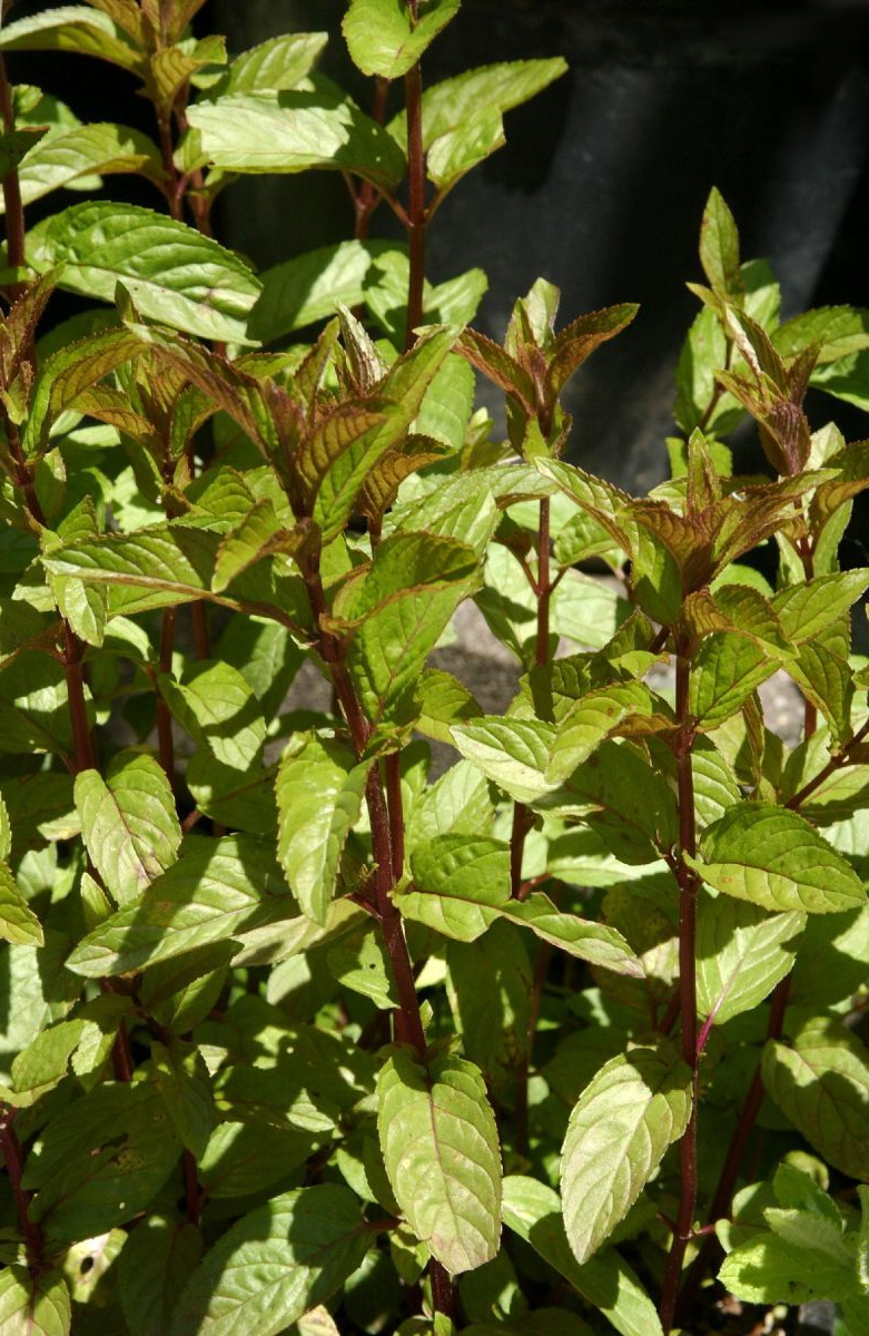 Mentha piperita 'Chocolate' - Chocolade-munt