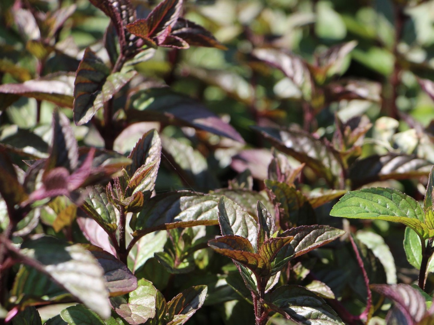 Mentha piperita 'Chocolate' - Chocolade-munt