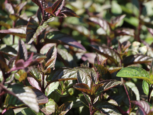 Mentha piperita 'Chocolate' - Chocolade-munt