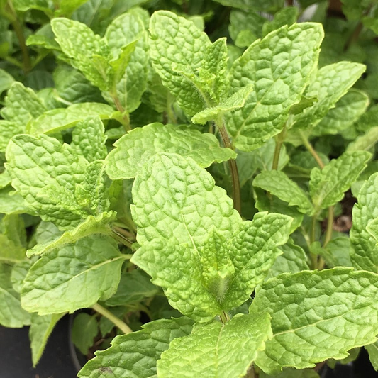 Mentha spicata 'Moroccan' - Marokkaanse munt