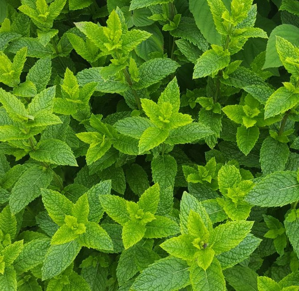 Mentha spicata 'Moroccan' - Marokkaanse munt