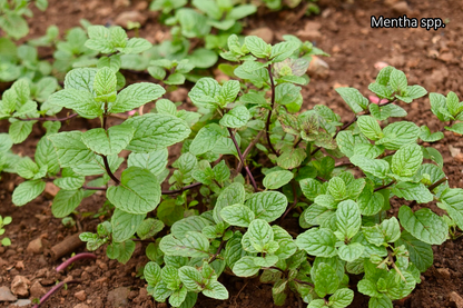 Borderpakket 'Kruidentuin' - 3m² - 30 planten